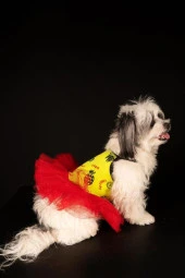 Ananas Kedi & Köpek Elbise -L - 1