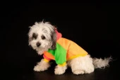 Orange Kedi & Köpek Sweatshirt-M - 6