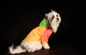 Orange Kedi & Köpek Sweatshirt-M - 7