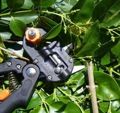 Palmera Aşı Makası Aşı Makinesi Çantalı Set Pa01 - 3