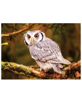 Hayal Sepeti Puzzle BAYKUŞ 100 Parça 24X34Cm - 2