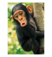 Hayal Sepeti Puzzle Maymun Puzzle 100 Parça 24X34Cm - 2