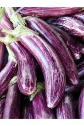 AGRODAL TARIM Ata Tohumu Yöresel Doğal Yerli Meşhur Çizgili Patlıcan 100 Adet Tohum thumbnail 1