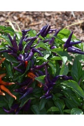 AGRODAL TARIM Ata Tohumu Yerli Doğal Acı Mor Cin Biberi 100 Adet Tohum thumbnail 1