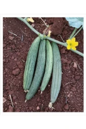 AGRODAL TARIM Ata Tohumu Yerli Doğal Turşuluk Kara Acur Kantarcı 100 Adet Tohum thumbnail 1