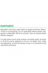 AGRODAL TARIM Ata Tohumu Yerli Doğal Turşuluk Kara Acur Kantarcı 100 Adet Tohum thumbnail 2