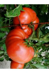 AGRODAL TARIM Ata Tohumu Meşhur Yöresel Doğal Oturak Ankara Ayaş Domatesi 50 Adet Yerli Tohum thumbnail 3