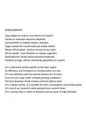 AGRODAL TARIM Ata Tohumu Meşhur Yöresel Doğal Oturak Ankara Ayaş Domatesi 50 Adet Yerli Tohum thumbnail 4