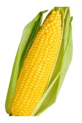 AGRODAL TARIM Yerli Doğal Süt Mısır Haşlama Közleme 50 Ad. Tohum - 1