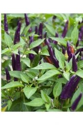 AGRODAL TARIM Ata Tohumu Yerli Doğal Acı Mor Cin Biberi 100 Adet Tohum thumbnail 2