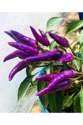 AGRODAL TARIM Ata Tohumu Yerli Doğal Acı Mor Cin Biberi 100 Adet Tohum thumbnail 4