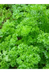 AGRODAL TARIM Doğal Frenk Maydanozu Kıvırcık Maydanoz 500 Ad Tohum thumbnail 1