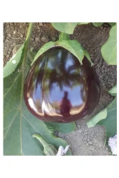 AGRODAL TOHUM Ata Tohumu Yöresel Yerli Doğal Topak Patlıcan Tohumu 100 Adet Tohum thumbnail 1