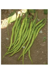 AGRODAL TARIM Ata Tohumu Yöresel Yerli Doğal Tatlı Kıl Sivri Biber 100 Adet Tohum thumbnail 1