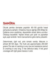 AGRODAL TARIM Ata Tohumu Yerli Doğal Oturak Pembe Köy Domatesi 100 Adet Tohum thumbnail 2