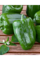 AGRODAL TARIM Ata Tohumu Yerli Yöresel Doğal Biber Acı Dolma Biberi 100 Ad Tohum - 1