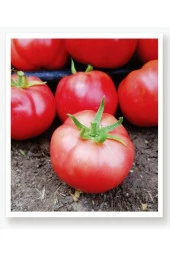 AGRODAL TARIM Ata Tohumu Yerli Doğal Oturak Pembe Köy Domatesi 100 Adet Tohum thumbnail 1