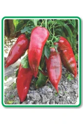 AGRODAL TARIM Ata Tohumu Yöresel Yerli Doğal Tatlı Pala Yağlık Köz Biber 100 Adet Tohum thumbnail 1