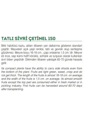 AGRODAL TARIM Ata Tohumu Doğal Tatlı Sivri Çetinel Biber 100 Adet Yerli Tohum thumbnail 2