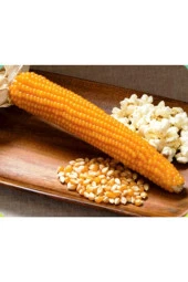 AGRODAL TARIM Doğal Yerli Patlak Mısır Popcorn Cin Mısır Tohumu 50 Adet Tohum thumbnail 1