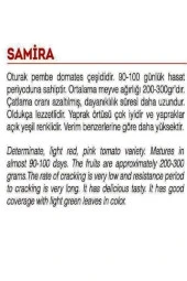 AGRODAL TARIM Ata Tohumu Yerli Doğal Oturak Pembe Domates Samira 100 Adet Tohum - 2