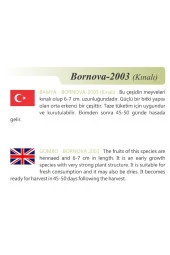 AGRODAL TARIM Ata Tohumu Yerli Doğal Kınalı Bamya 100 Adet Tohum thumbnail 2