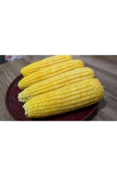 AGRODAL TARIM Yüksek Boylu Danelik Mısır Haşlama Közleme 50 Adet Tohum thumbnail 3