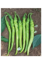 AGRODAL TARIM Ata Tohumu Doğal Tatlı Sivri Çetinel Biber 100 Adet Yerli Tohum thumbnail 1