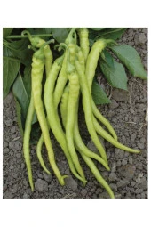 AGRODAL TARIM Ata Tohumu Doğal Tatlı Sivri Biber Yalova Çorbacı 100 Adet Yerli Tohum thumbnail 1