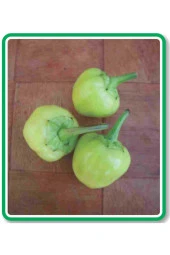 AGRODAL TARIM Ata Tohumu Yerli Doğal Turşuluk Acı Misket Biberi 100 Adet Tohum thumbnail 1