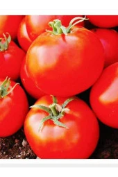 AGRODAL TARIM Ata Tohumu Yerli Doğal Oturak Sofralık Sc-2121 Domates 100 Adet Sebze Tohumu thumbnail 1