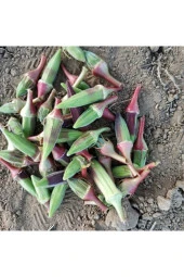 AGRODAL TARIM Ata Tohumu Yerli Doğal Kınalı Bamya 100 Adet Tohum thumbnail 1