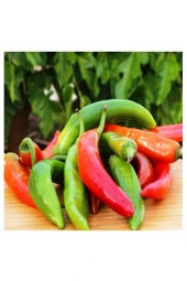 AGRODAL TARIM Ata Tohumu Yerli Çok Acı Hatay Biberi 500 Ad Doğal Tohum thumbnail 1