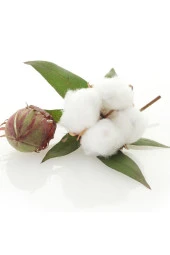 AGRODAL TARIM Havlı (TÜYLÜ) Pamuk Tohumu Süs Pamuğu 50 Adet thumbnail 1