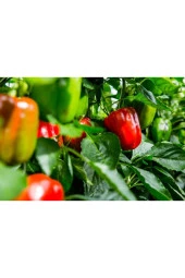 AGRODAL TARIM Ata Tohumu Yerli Doğal Hatay Acı Dolma Biberi 500 Adet Tohum thumbnail 1