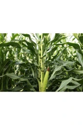 AGRODAL TARIM Yüksek Boylu Danelik Mısır Haşlama Közleme 50 Adet Tohum thumbnail 1