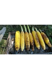 AGRODAL TARIM Yüksek Boylu Danelik Mısır Haşlama Közleme 50 Adet Tohum thumbnail 4