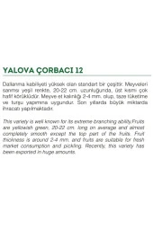 AGRODAL TARIM Ata Tohumu Doğal Tatlı Sivri Biber Yalova Çorbacı 100 Adet Yerli Tohum thumbnail 2