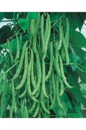 AGRODAL TARIM Ata Tohumu Yerli Doğal Taze Sırık Fasulye Aslı 50 Adet Tohum thumbnail 1