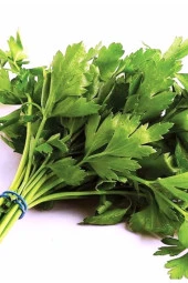 AGRODAL TARIM Ata Tohumu Yerli Doğal Iri Yaprak Maydanoz 2500 Tohum thumbnail 1