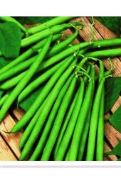 AGRODAL TARIM Ata Tohumu Yerli Oturak Taze Yeşil Fasulye Elif 50 Adet Doğal Tohum thumbnail 1