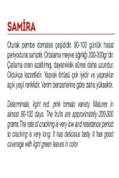 AGRODAL TARIM Ata Tohumu Yerli Doğal Oturak Pembe Köy Domatesi 1000 Adet Tohum - 2