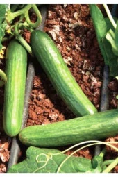 AGRODAL TARIM Ata Tohumu Doğal Salatalık Aranan Reyha Yerli Hıyar 100 Adet Tohum thumbnail 2