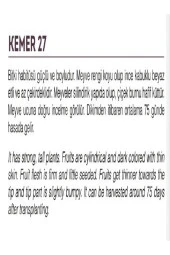 AGRODAL TARIM Ata Tohumu Yöresel Yerli Doğal Kemer Patlıcan Tohumu 1000 Adet Tohum thumbnail 2