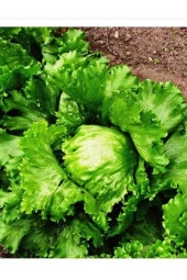 AGRODAL TARIM Ata Tohumu Yerli Doğal Göbek Marul Iceberg Great Lakes 1000 Adet Sebze Tohumu thumbnail 1