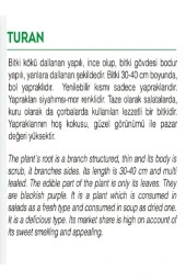 AGRODAL TARIM Ata Tohumu Yerli Doğal Kokulu Mor Reyhan Turan 1000 Adet Sebze Tohumu thumbnail 2