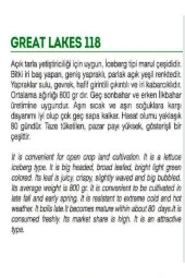 AGRODAL TARIM Ata Tohumu Yerli Doğal Göbek Marul Iceberg Great Lakes 1000 Adet Sebze Tohumu thumbnail 2