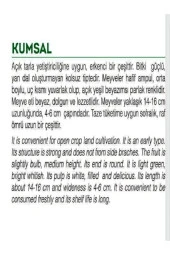 AGRODAL TARIM Ata Tohumu Yerli Dolmalık Ampul Kabak Kumsal 20 Adet Doğal Tohum thumbnail 2