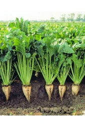 AGRODAL TARIM Ata Tohumu Yerli Doğal Beyaz Şeker Pancarı 100 Adet Tohum thumbnail 3