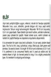 AGRODAL TARIM Ata Tohumu Yerli Oturak Taze Yeşil Fasulye Elif 50 Adet Doğal Tohum thumbnail 2